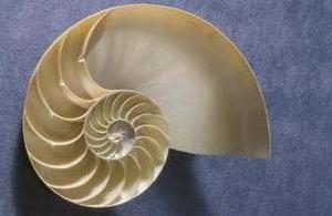 nautilus shell